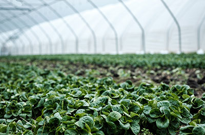 AGRICULTURE IN ARMENIA SNAPSHOT