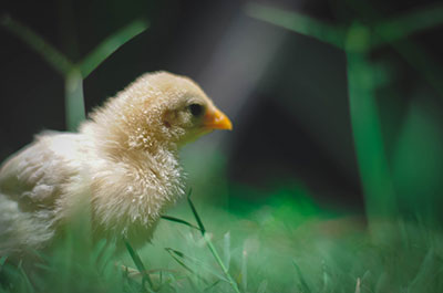 Elaboration of Concept and Financial Modeling for Establishment of Mini-Poultries