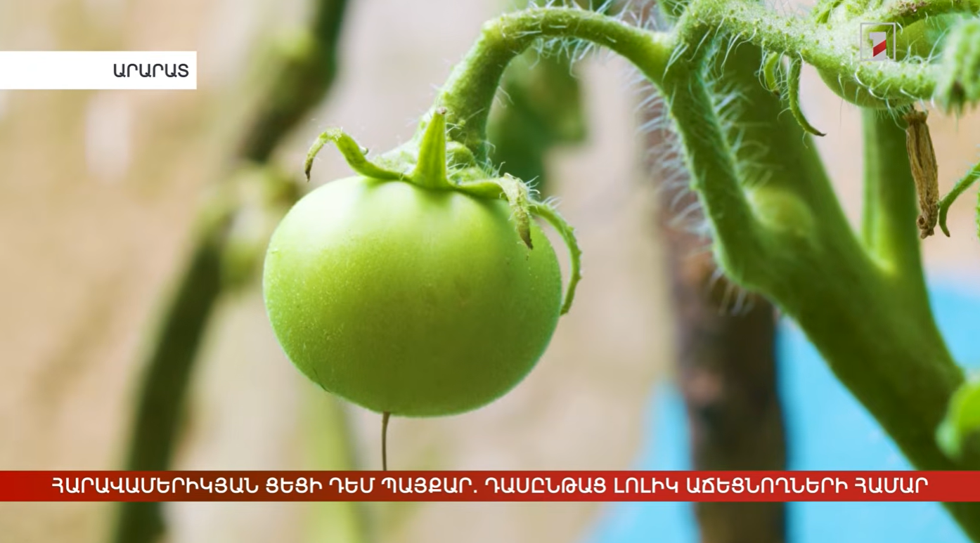 Lurer Highlights IADAAM Training on Combating Tuta absoluta in Armenia